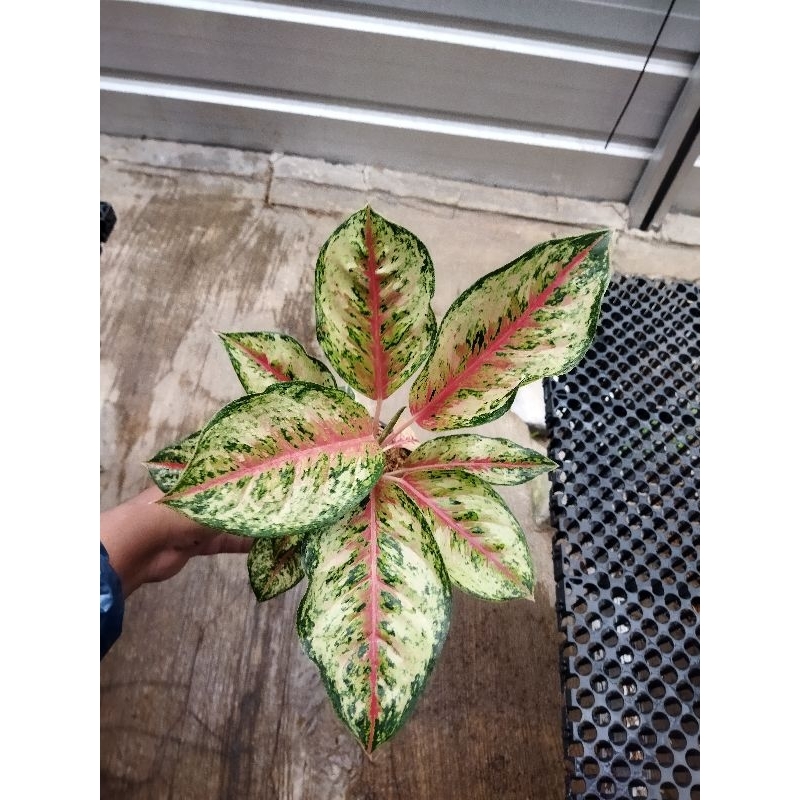 tanaman hias aglonema sweet dream - aglaonema sweet dreams