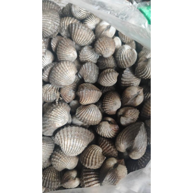 

kerang