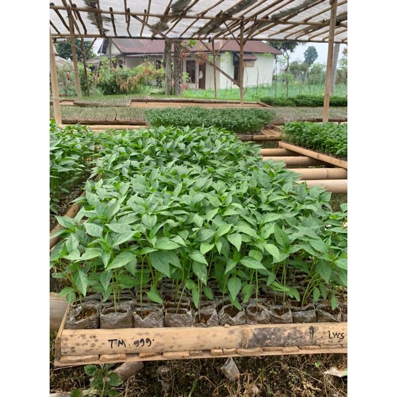 KEBUN DZAKI - Paket 30 Bibit Cabe Merah Keriting Besar Siap Tanam