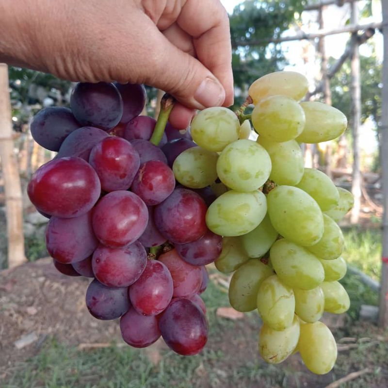 

Buah Anggur Sehat Segar Bugar