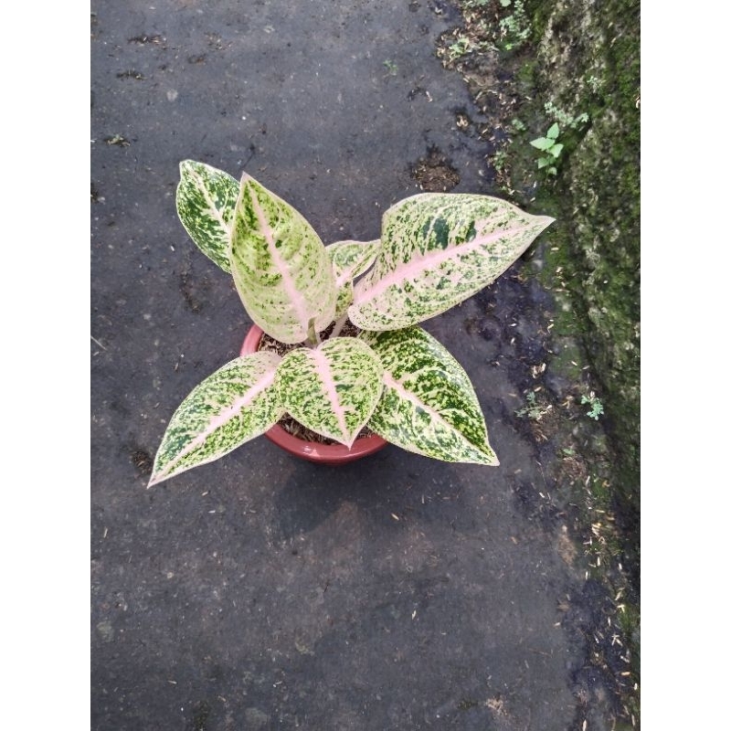 Aglonema mutiara alba