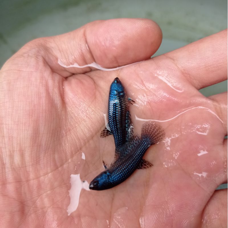 wild betta alien blue hybrid female