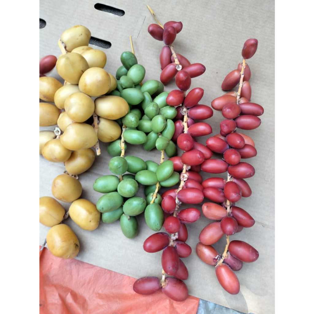 

Kurma Muda Promil Fresh Kemasan 1 Kg (1000 Gr)