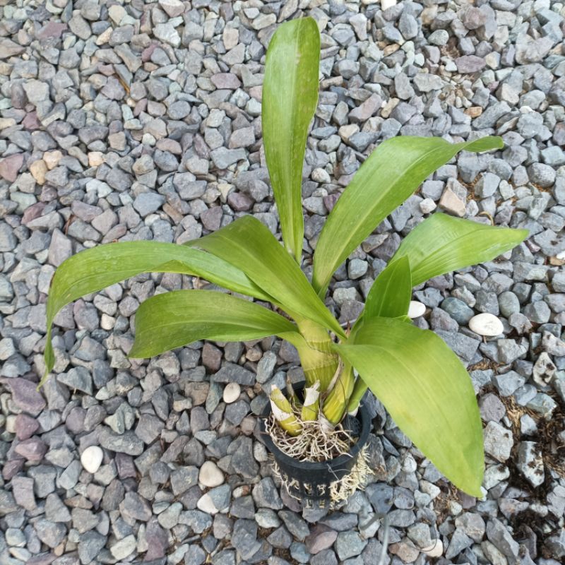 Anggrek Grammatophyllum