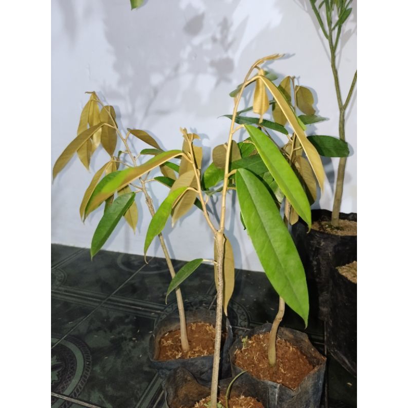 bibit durian musangking mini hasil okulasi cepet berbuah