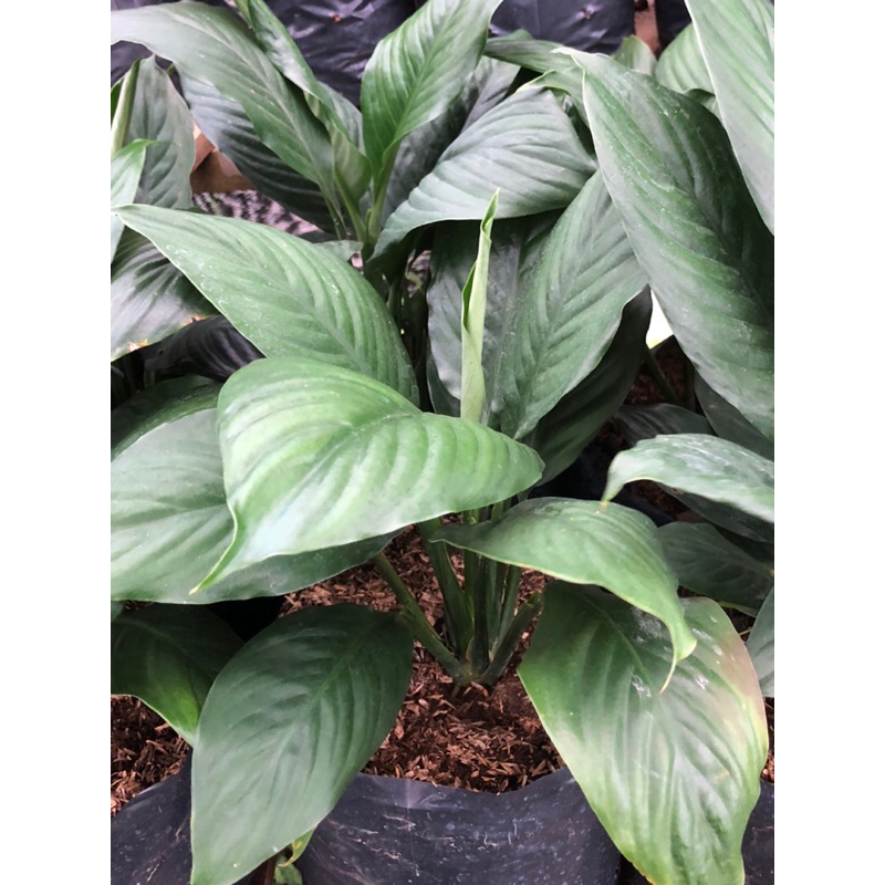 tanaman sepatu film (peace lily bangkok)