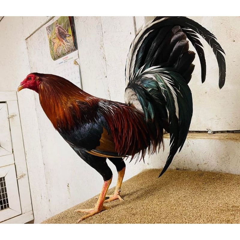 

telur ayam sweater ak paket 4 butir