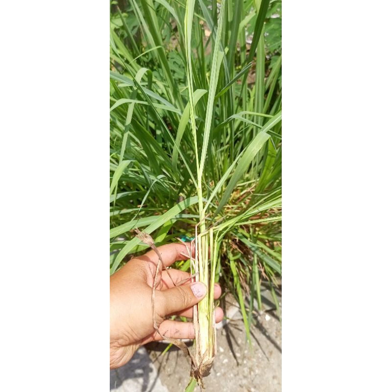

daun sereh