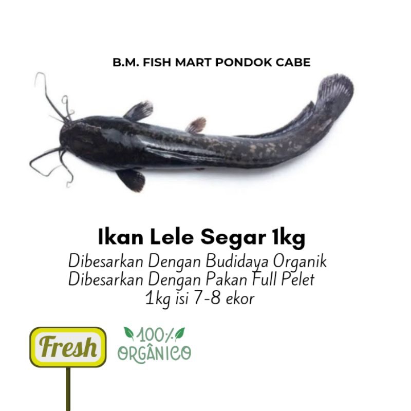 

ikan Lele Segar 1kg