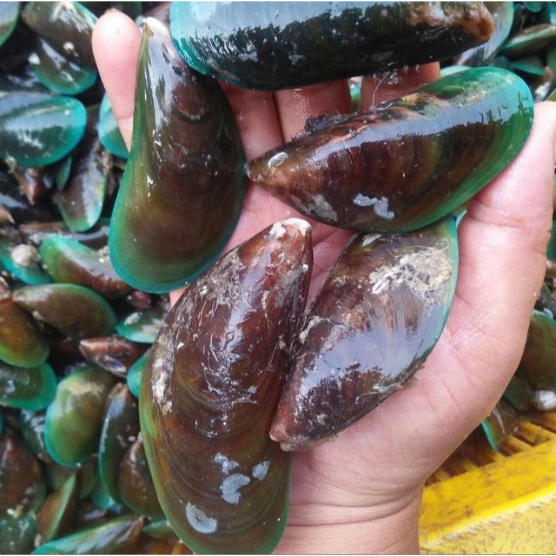 

kerang ijo / kerang hijau fresh 1kg