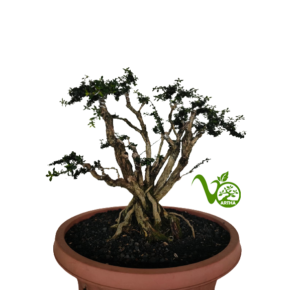 Bonsai Seribu Bintang Mikro