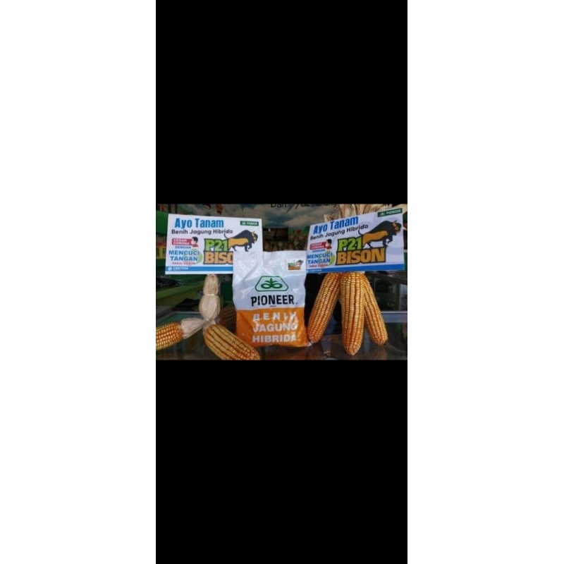 benih bibit jagung Pioneer P21 kemasan 1kg