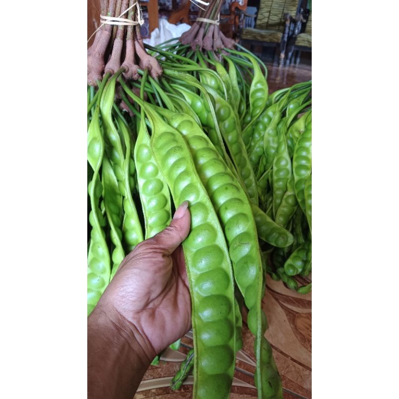 

box's kardus kemasan pete pendek 15 papan