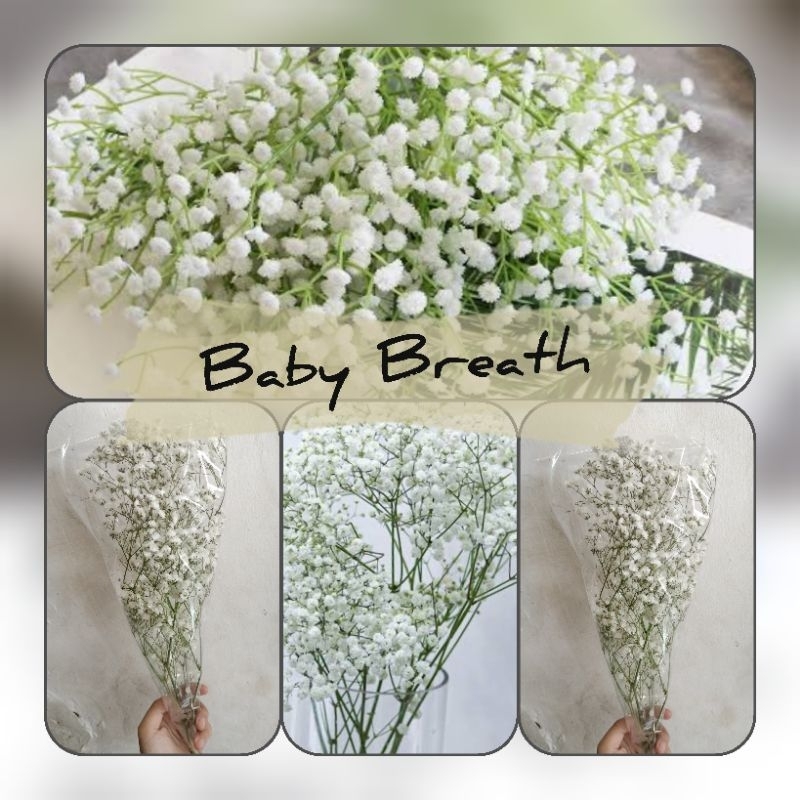 bunga baby breath asli
