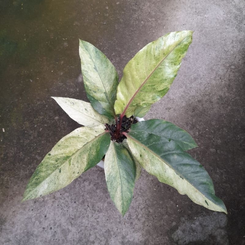 Anthurium hookeri Black Beauty varigata