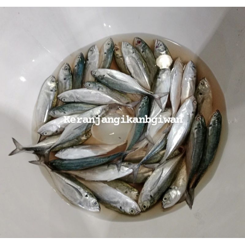 

Ikan kembung gepeng segar 1kg (bukan frozen) free dibersihkan gratis minyak goreng 1liter