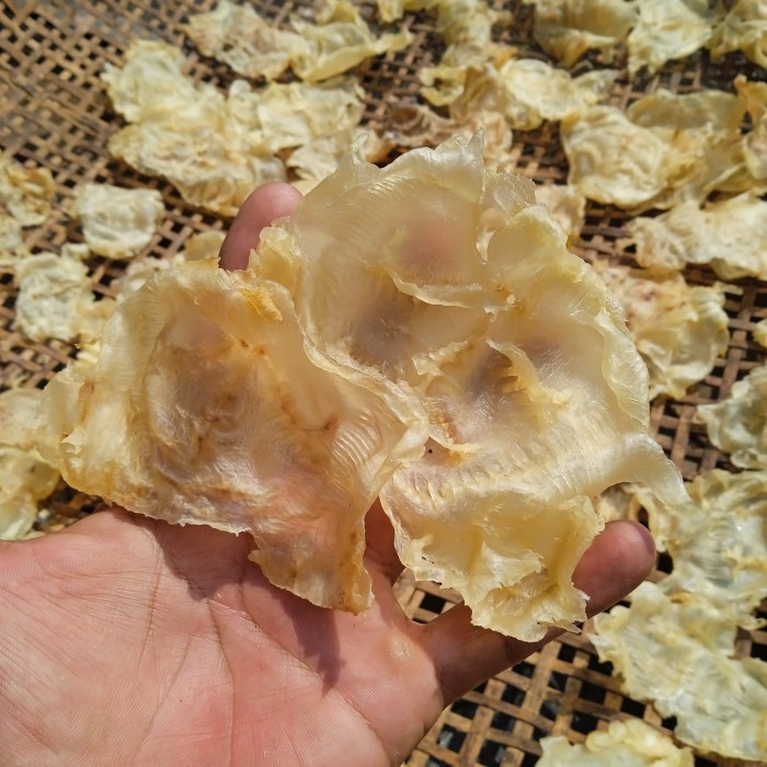 Per 50 Gram Hipio Kakap Katak Mayung Kering Berkualitas - Hipio Kakap Katak Mayung