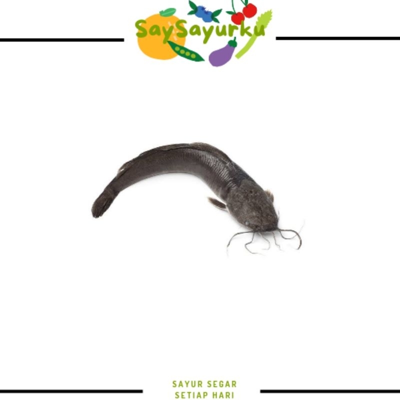 

IKAN LELE FRESH 500GR