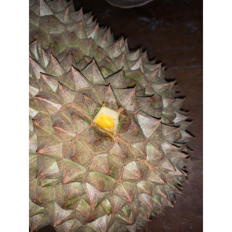 

durian bawor