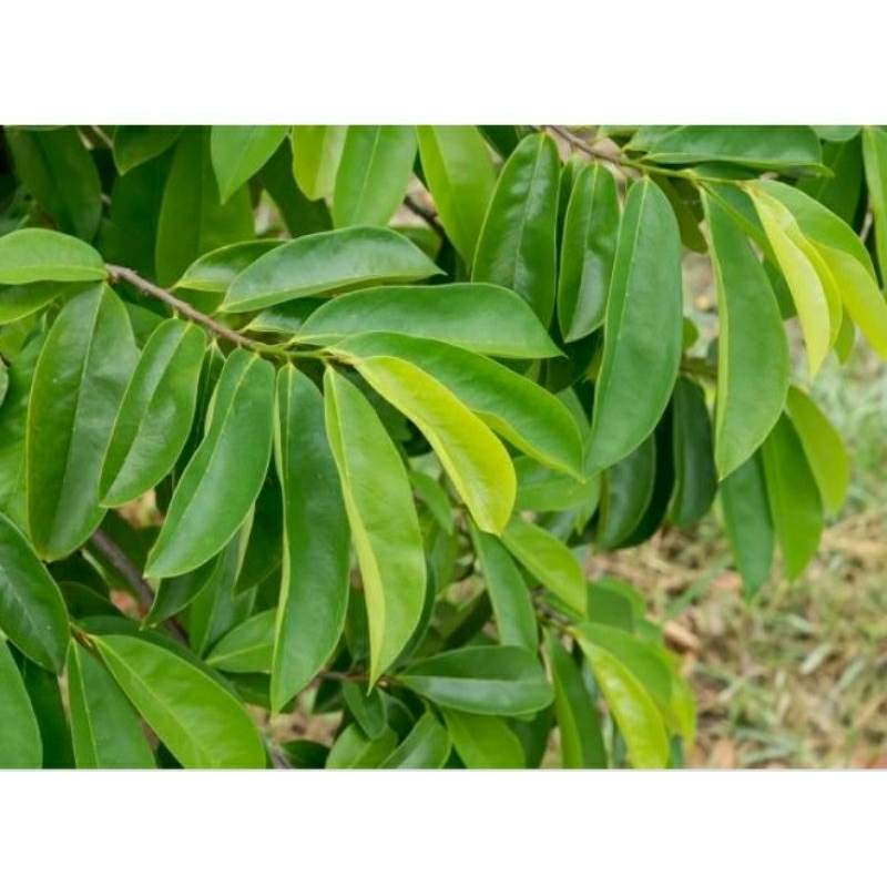 

daun sirsak organik segar 100 lembar