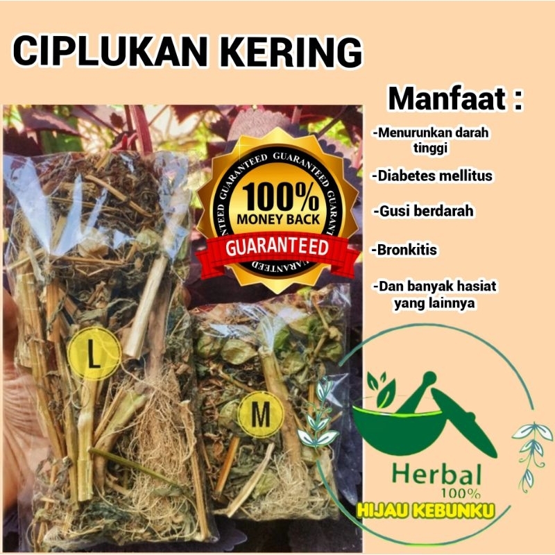 

Ciplukan/Daun Ciplukan Kering Rempah Tradisional