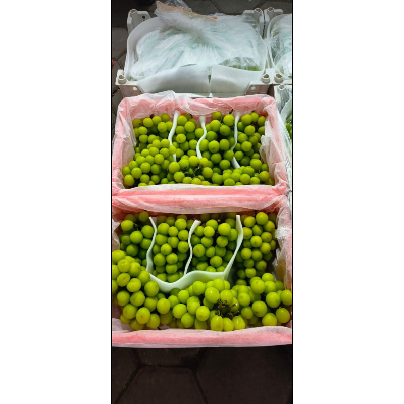 

AnggurMuscatAnggurHijau