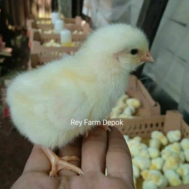 Bibit Ayam Negri / Doc Pejantan Super