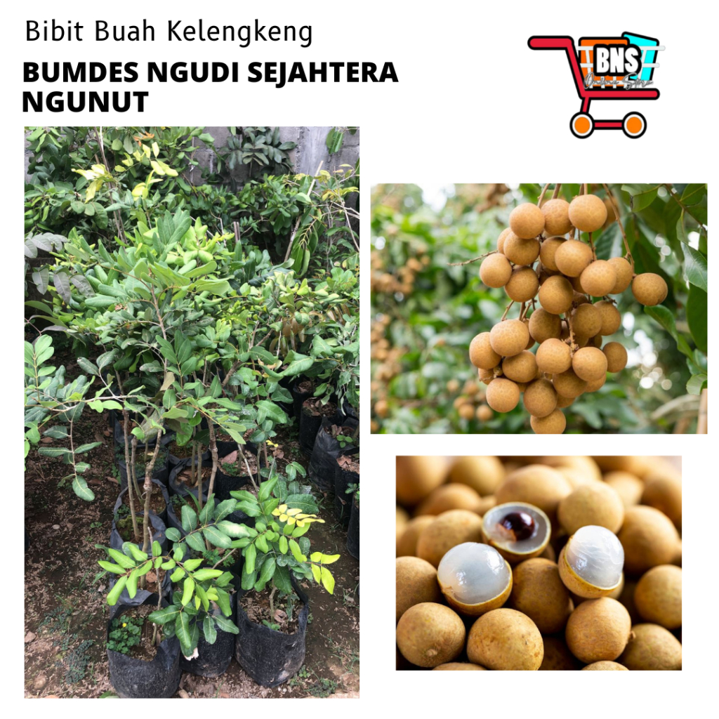 BIBIT KELENGKENG/BIBIT BUAH KELENGKENG/BIBIT BUAH KELENGKENG BERKUALITAS