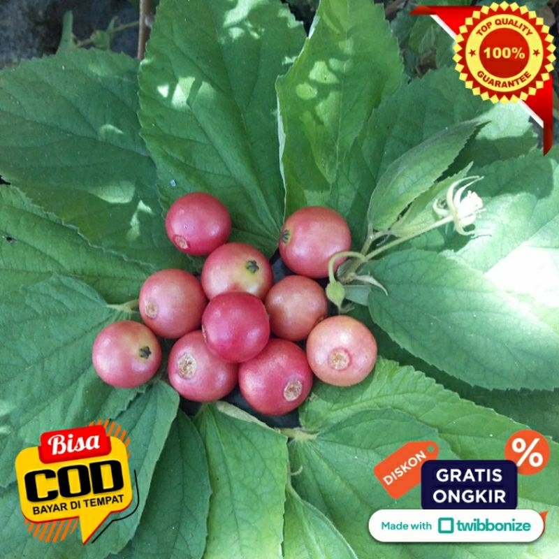 

BUAH TALOK/KERSEN/KERES/SERI 250 GRAM