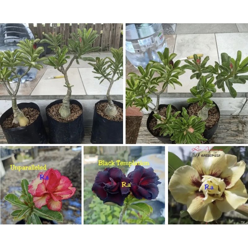 adenium size b