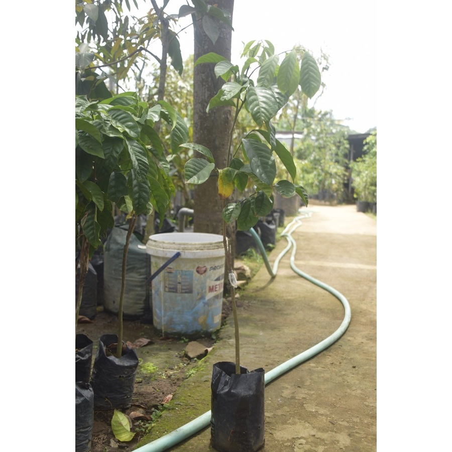 BIBIT DUKU/BIBIT BUAH DUKU/BIBIT BUAH DUKU BERKUALITAS/BIBIT DUKU SUPER