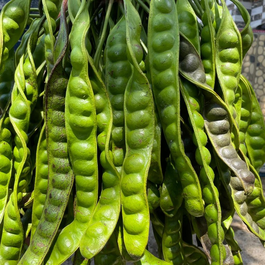 

Petai Super Grade A / Petai lalapan 10 Pcs/Papan