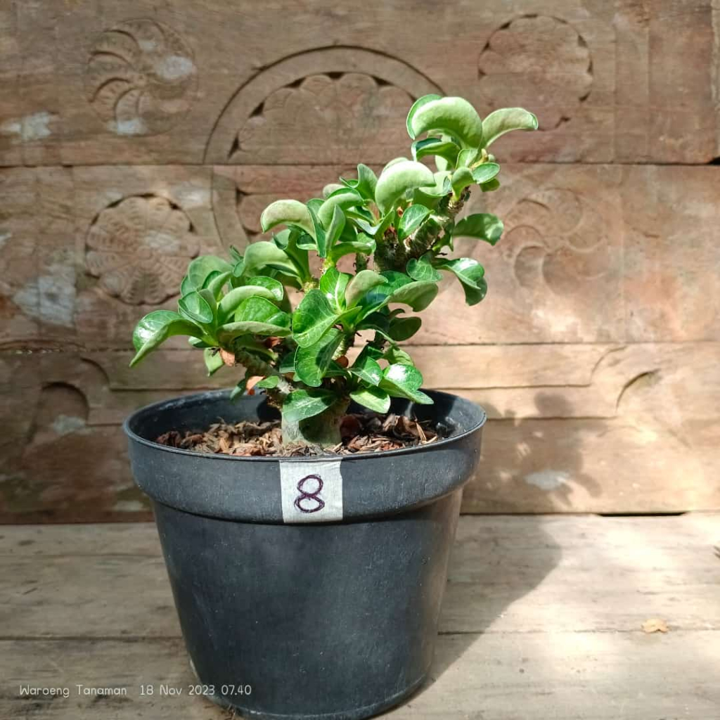 New Adenium Dha Adenium Kriwil Adenium Keriting