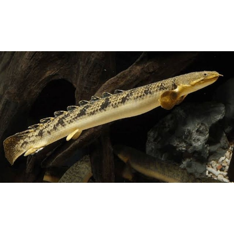 Palmas albino & elcedri 14 15cm