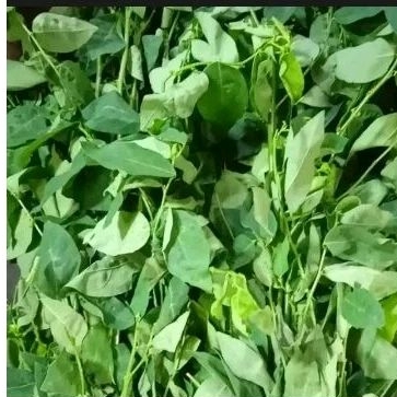 

Daun katuk 1ikat