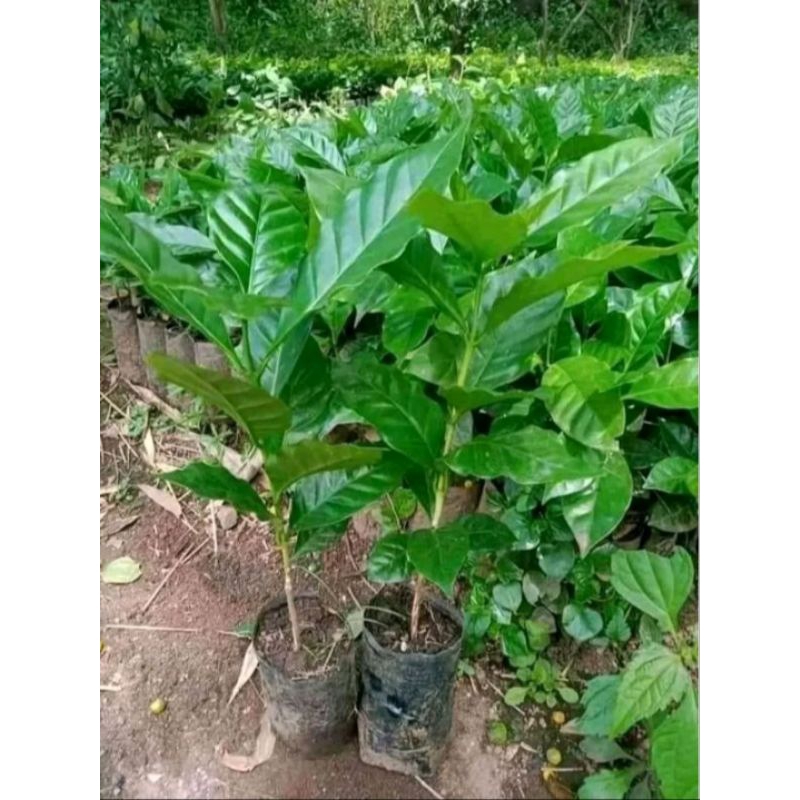 Bibit kopi arabika unggul