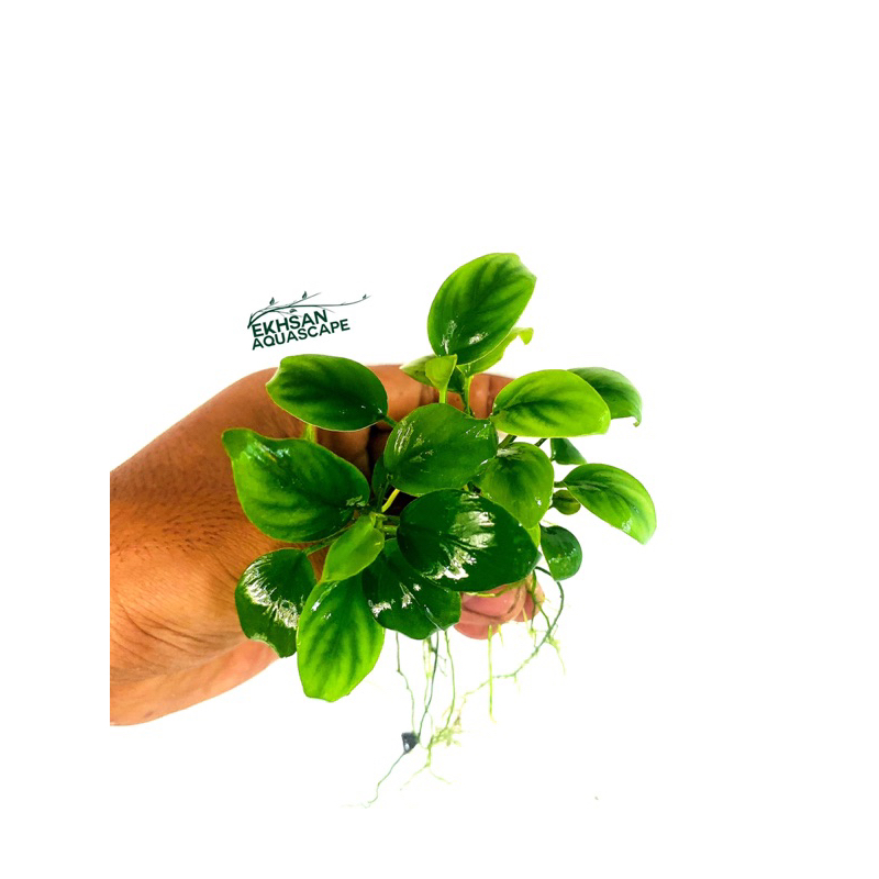ANUBIAS NANA