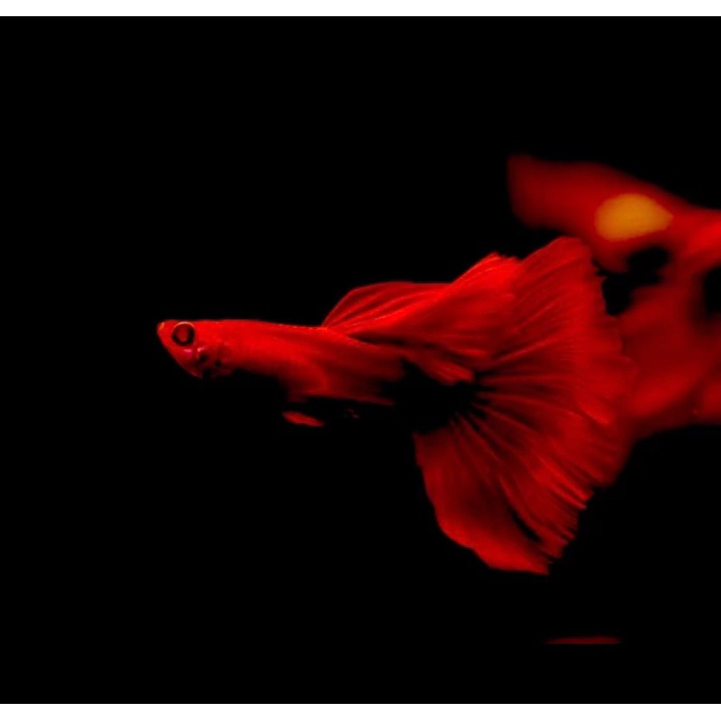 

IKAN HIAS GUPPY AFR (albino full red) BIG DORSAL 1 PASANG INDUKAN