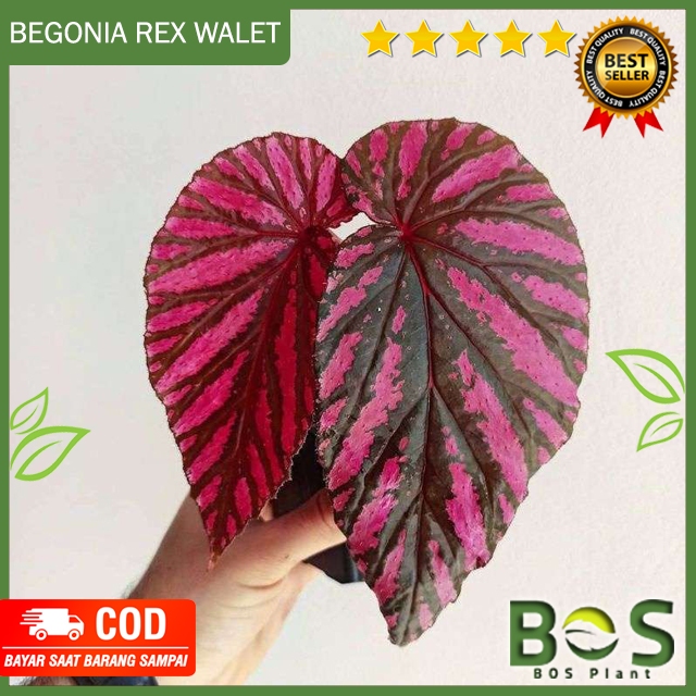 Tanaman Hias Begonia Revirimosa / Begonia Rex Wallet Walet / Begonia Violet Bremosa / Begonia Rex Merah