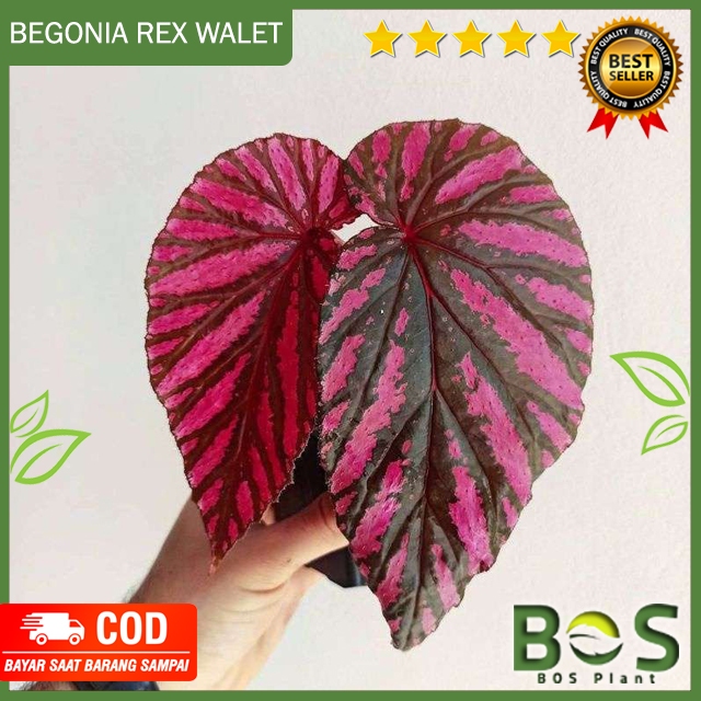 Tanaman Hias Begonia Revirimosa / Begonia Rex Wallet Walet / Begonia Violet Bremosa / Begonia Rex Me