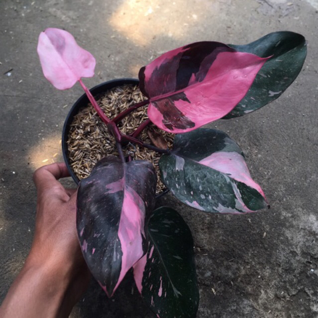 philodendron pink princess marble