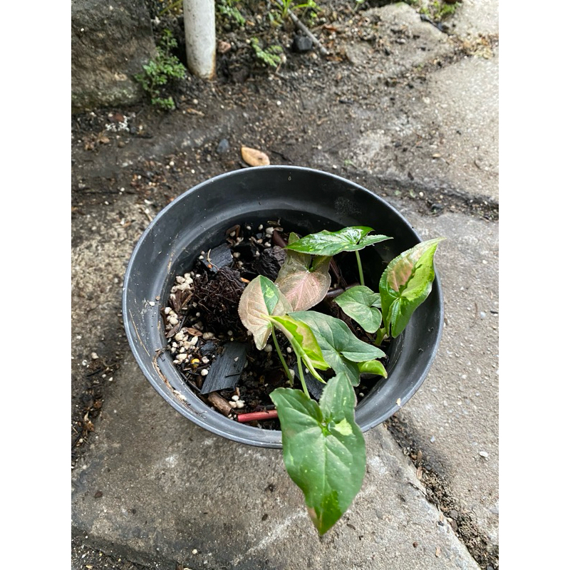 Syngonium Red Spot Tricolor