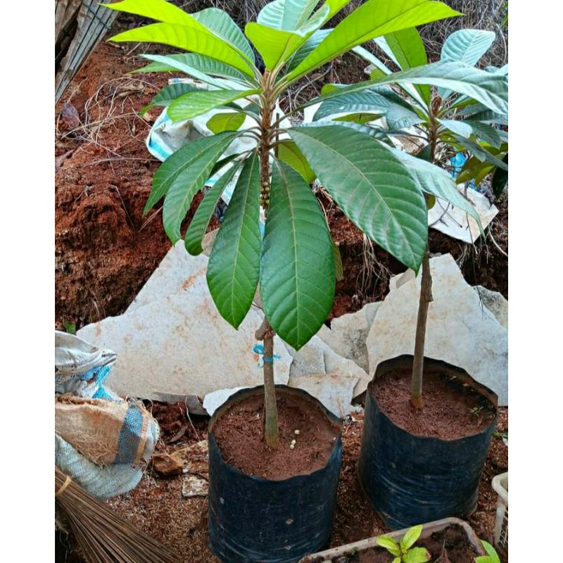 MAMEY SAPOTE  MAGANA SAMSU