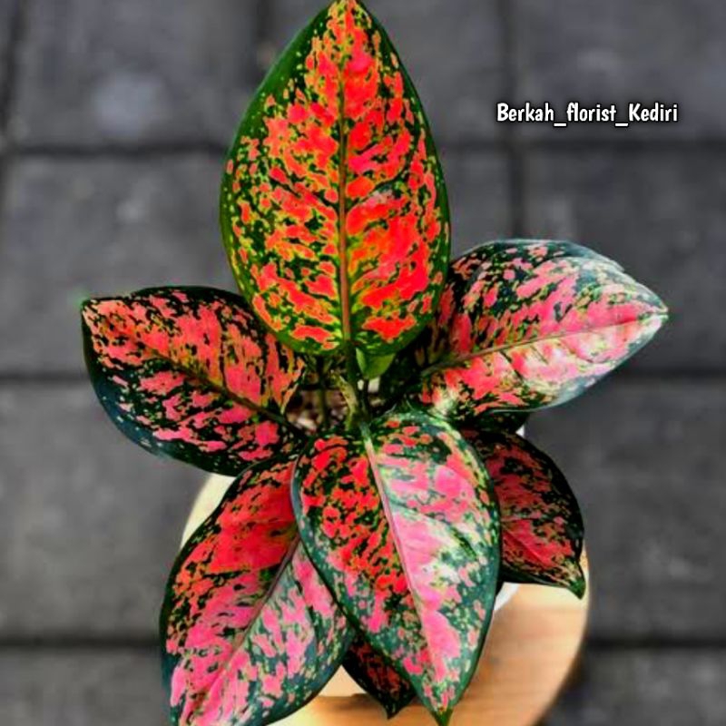 (New) Aglonema Dut Anjamani - Super merah merona - Promo 
