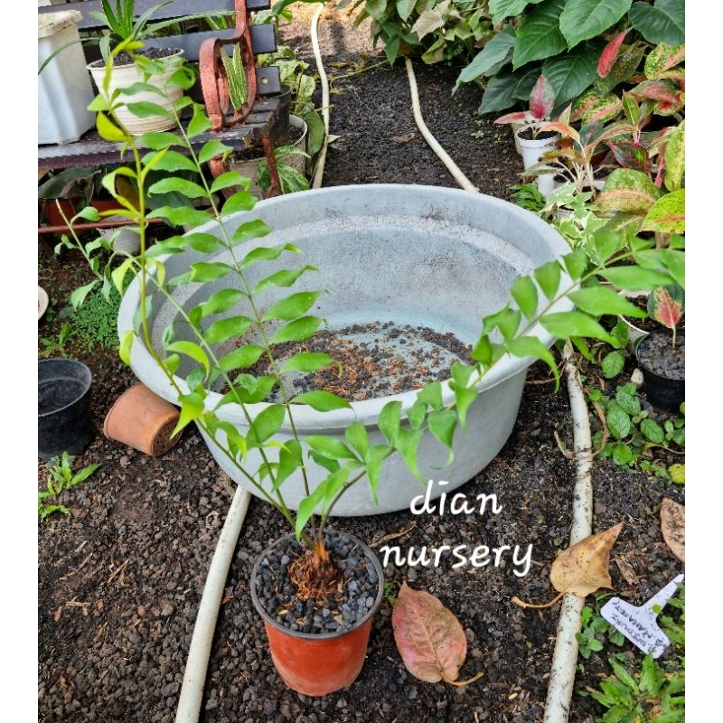 zamia fischeri lumayan besar