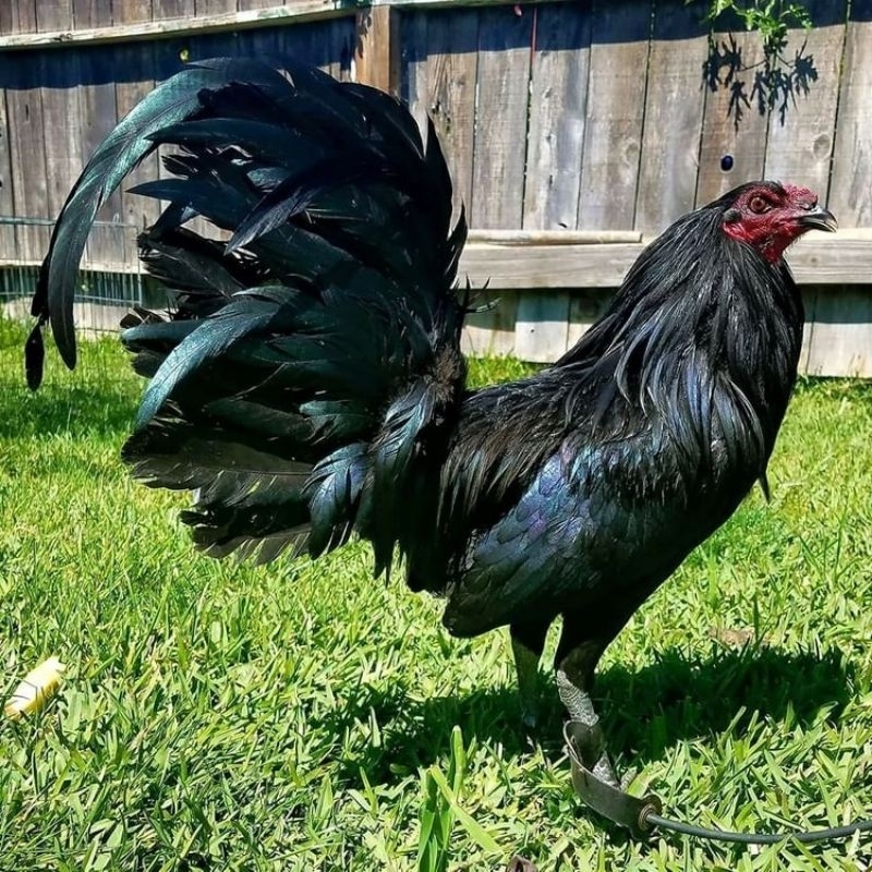 

telur ayam Filipina redbron paket 4 butir