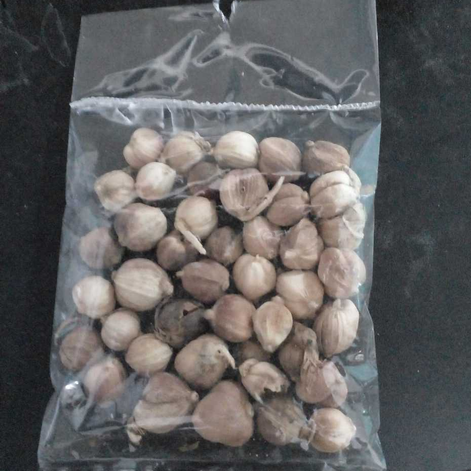 

Kapulaga Butir Bandung Area