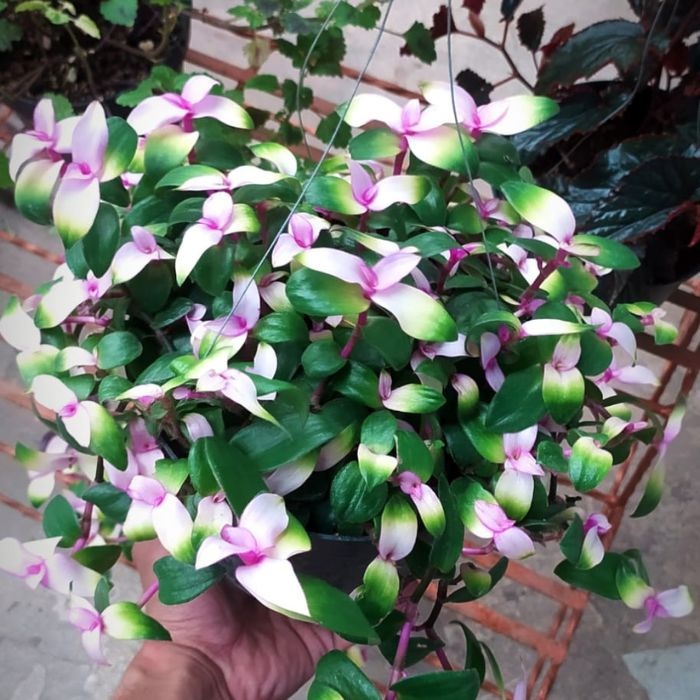 Tanaman Hias Lidah Kera, tanaman gantung lidah kera