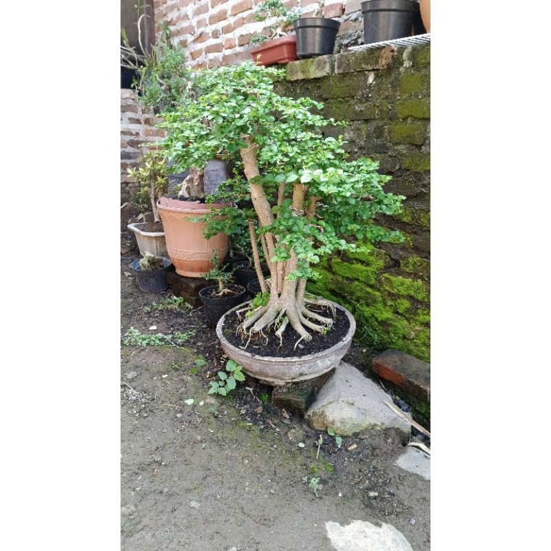 bonsai delima batu