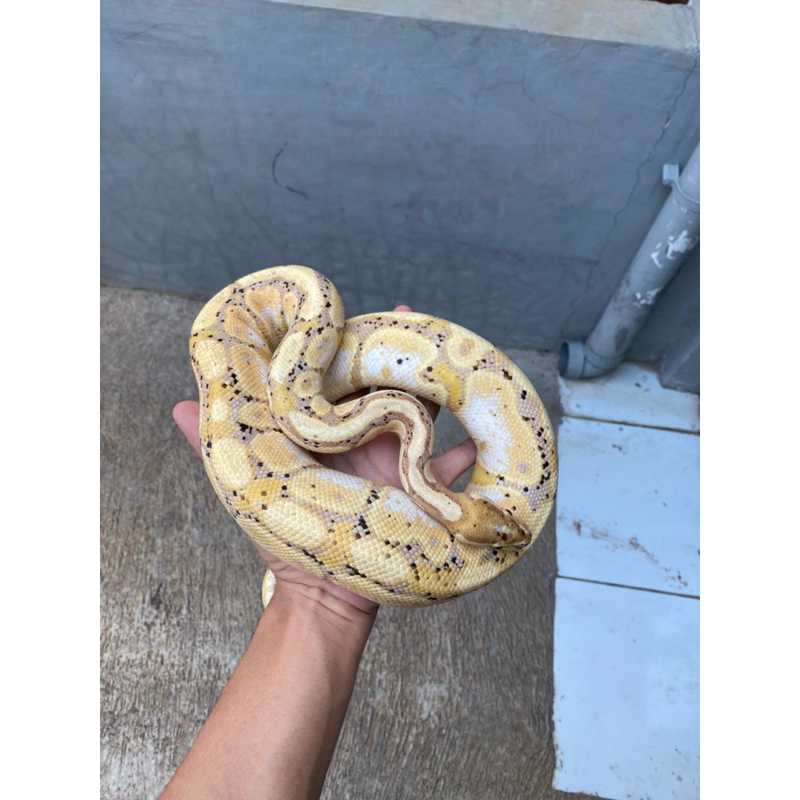 BALL PYTHON BANANA ADULT